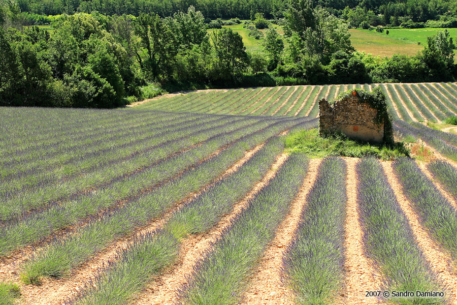 Vecchio rudere in mezzo alla lavanda