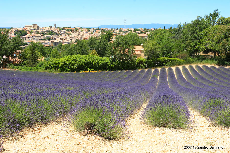 La lavanda circonda il paese di Valensole