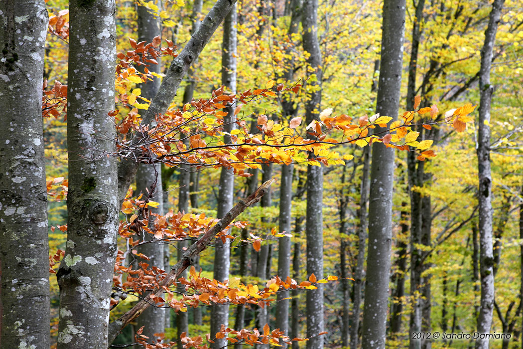 Colori autunnali dei faggi
