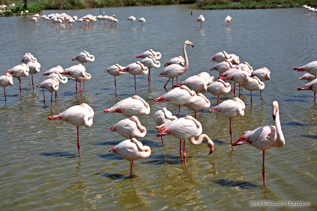 Fenicotteri rosa a Pont de Gau