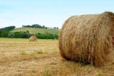 Balle di fieno