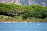 Fenicotteri che gironzolano nello stagno