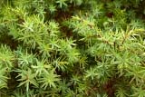 Fogliame e vegetazione