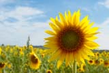 Magnifico girasole