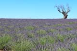 Albero solitario (tra la profumata lavanda)