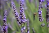 Un'ape vola tra i fiori della lavanda