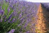 Fila di lavanda