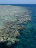 La barriera corallina