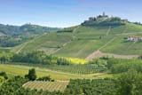 I verdi vigneti delle Langhe