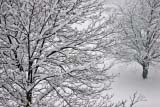 Alberi innevati