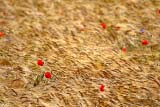 Campo di grano e papaveri