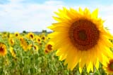 Il girasole