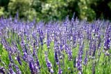 Gambi di lavanda