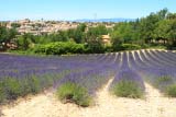 La lavanda circonda il paese di Valensole