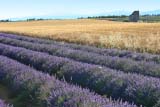 Lavanda e grano