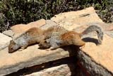 I numerosi e addomesticati scoiattoli del parco