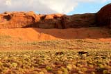 Cavalli selvaggi nella Monument Valley