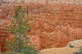 Albero solitario (affacciato sulle guglie del Bryce)