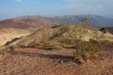 Arbusto circondato dalle valle deserta