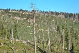 Foresta reduce da un vecchio incendio