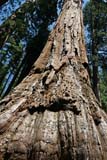 Imponente tronco di una sequoia