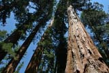 I Parchi del West America: Mariposa Grove of Giant Sequoias