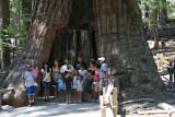 Un gruppo di persone ai piedi dell'enorme sequoia