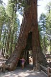 La piccola Erica dentro il California Tunnel Tree