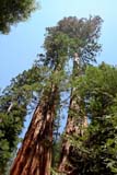 Sequoie gemelle