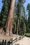 Passeggiata tra le sequoie