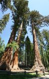 Gli imponenti alberi 