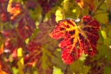 Foglia di vite autunnale