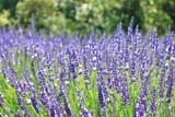 Campo di lavanda