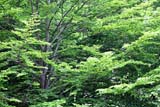 Bosco di Faggi