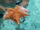 Bellissima stella marina raccolta sul fondale