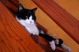 Se rinasco animale voglio essere un gatto!