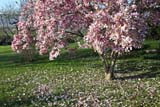 Prato colorato dalle magnolie