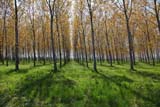 Bosco di faggi
