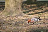 Anatidi nel parco di Racconigi