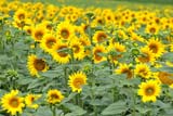 Campo di girasoli nella campagna umbra