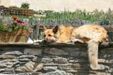 Un cane si rilassa al sole