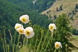 Fiori estivi