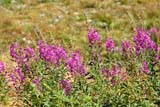 Epilobi a foglie strette (Epilobium angustifolium)