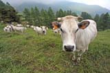 Una mucca curiosa