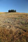 Cipressi della Val d'Orcia