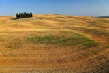 Cypress landscape