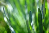 Abstract green