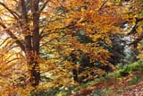 Autunno al Burcina