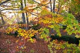 Colori del sottobosco