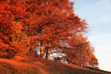 Alberi di Marte